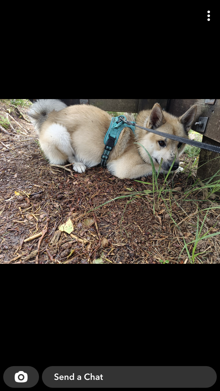 linus forrest2